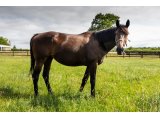 Beagling (Wootton Bassett & Turfontein)