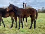 N.25 Happy Valley - Domaine des Pins Elevage Pension Soins - Jessica Rainer