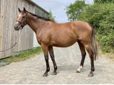 La Chapardeuse (La Pepite x Victory Song) - Domaine des Pins Elevage Pensions Soins - Jessica Rainer