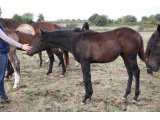 Femelle 2018 d'Alianthus et Camas, en octobre 2018