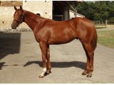 ROYAL STYLE YEARLING