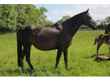 Golden Diamond (Gold Away & Trexana)