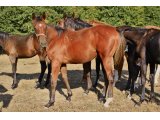 femelle par Papal Bull & Curves in Control