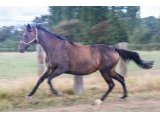 Armada par Early March & Morava
