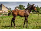 n. 2021 m. Al Wukair & Aracacha - juin 2021