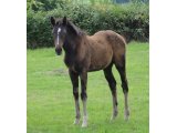 Batika d'Engilbert foal en 2011