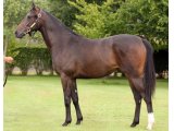 TORENTOSA YEARLING