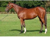 Shadan yearling