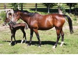 Uness des Dunes (Robin des Champs & Inecess)