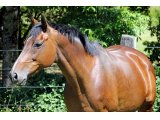 Uness des Dunes (Robin des Champs & Inecess)