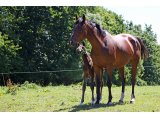 Uness des Dunes (Robin des Champs & Inecess)