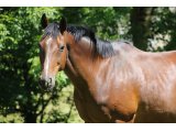 Uness des Dunes (Robin des Champs & Inecess)