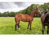 Idole d'Oudairies 2018 Kamsin & Alkia d'Oudairies - Juillet 2020