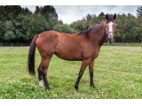 Idole d'Oudairies 2018 Kamsin & Alkia d'Oudairies - Juillet 2020