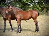 Lollipop des Pins (Roman Beauty x Whitecliffsofdover) - Domaine des Pins Elevage Jereczek Rainer