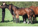 Okman des Mottes, à l'âge de foal en octobre 2014