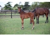 Okman des Mottes, à l'âge de foal en février 2014