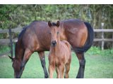 Okman des Mottes, à l'âge de foal en février 2014