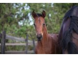 Okman des Mottes, à l'âge de foal en février 2014