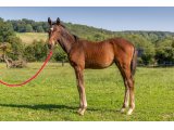n. 2020 m. Choeur du Nord & Valley Victory - Juin 2020