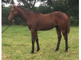 Lovebaby Blue (Motivator x Vibraye) Domaine des Pins
