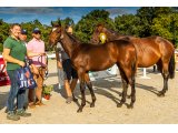 Lovebaby Blue (Motivator x Vibraye) - Domaine des Pins Elevage Jerczek Rainer