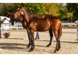 Lovebaby Blue (Motivator x Vibraye) - Domaine des Pins Elevage Jerczek Rainer