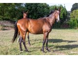 Ilanthus de l'Oust 2018 m. par Alianthus & Duchessedeloust