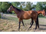Ilanthus de l'Oust 2018 m. par Alianthus & Duchessedeloust
