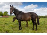 Diva dela Barriere par Charming Groom & Road Movie