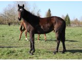 Domino des Mottes, à 2 ans, en mars 2015