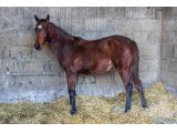 Kelle Surprise 2020 f. Barastraight & Fortune de Beaufeu
