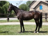 Forest de Montavé par Slickly Royal & Just In