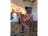 Femelle de Storm the Stars et La Rusée, à 1 jour