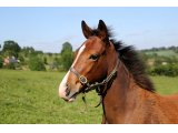 Kricquet Royal (Clovis du Berlais & Guardia Royale)