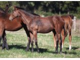Femelle 2016 de Spanish Moon et Ulyssa des Mottes