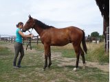 AIE PEPITO juillet 2017