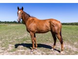 Equanimity par Champs Elysées & Norfolk Broads