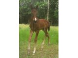 Laokenn de Montavé 15Jrs