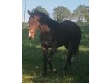 Laokenn 2ans