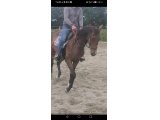 Laokenn. 2ans