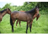 Dream des Mottes, à l'âge de yearling, en octobre 2014