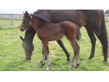 1er foal de Hey Gaman à 1 mois, par une mère Pedro The Great