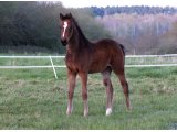 Ulyssa des Mottes, à l'âge de foal