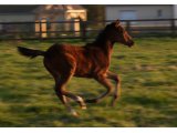 Ulyssa des Mottes, à l'âge de foal