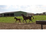 Diamond Nizzy avec son foal mâle par Sinndar