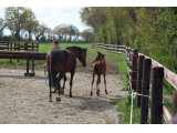 Diamond Nizzy avec son foal mâle par Sinndar