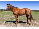 Equanimity par Champs Elysées & Norfolk Broads