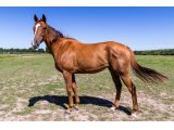 Equanimity par Champs Elysées & Norfolk Broads