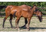 n. 2020 f. Motivator & Speedy Blue Girl